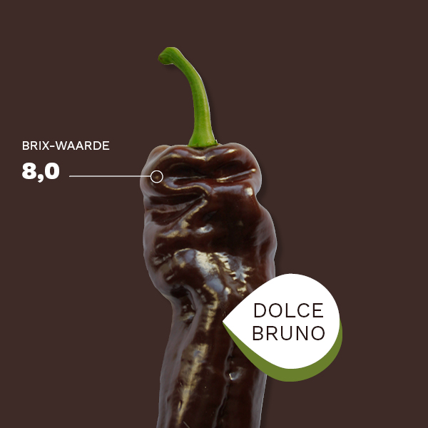 Dolce Bruno. Brix 8