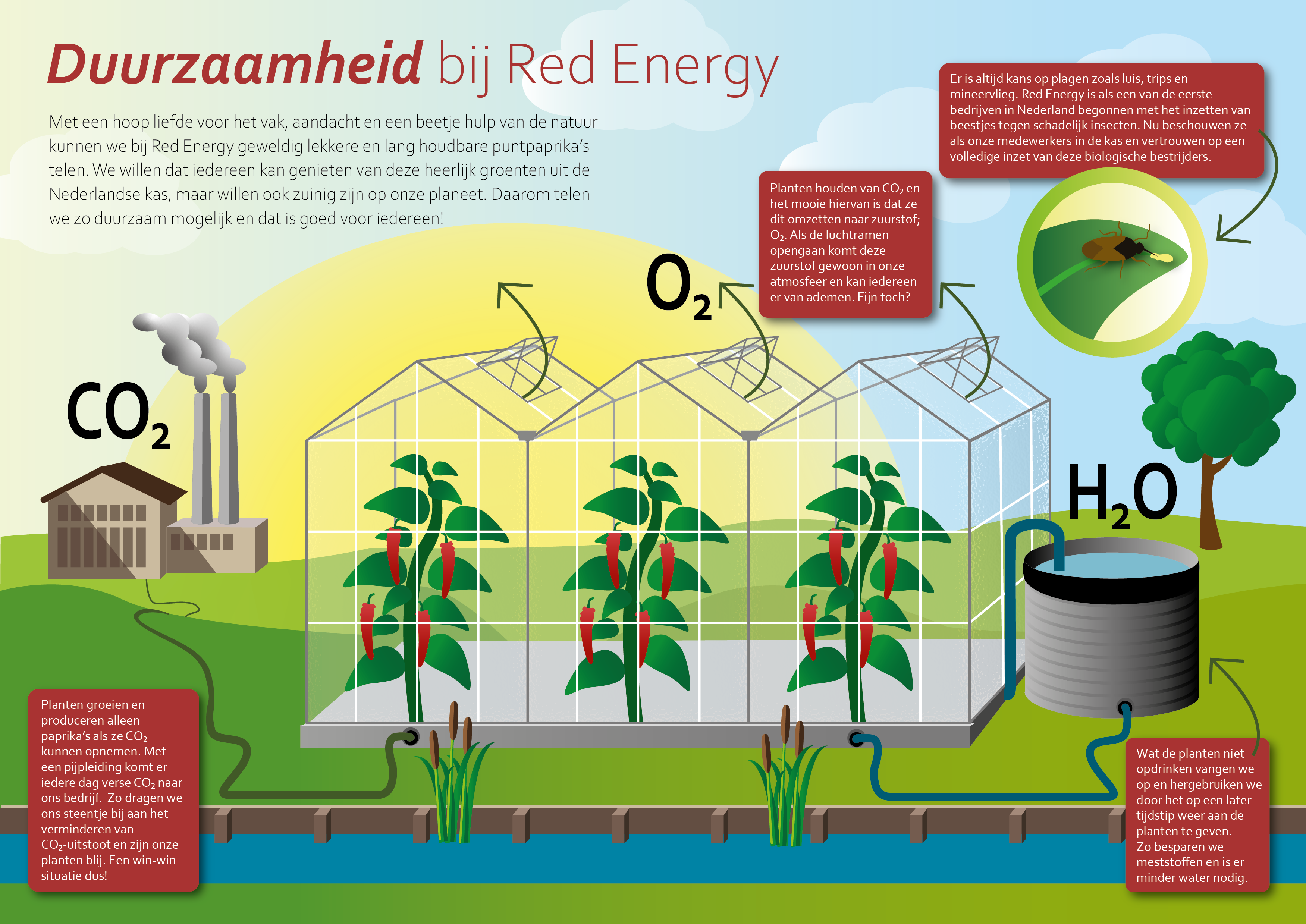 Met een hoop liefde voor het vak, aandacht en een beetje hulp van de natuur kunnen we bij Red Energy geweldig lekkere en lang houdbare puntpaprika’s telen. We willen dat iedereen kan genieten van deze heerlijk groenten uit de Nederlandse kas, maar willen ook zuinig zijn op onze planeet. Daarom telen we zo duurzaam mogelijk en dat is goed voor iedereen!